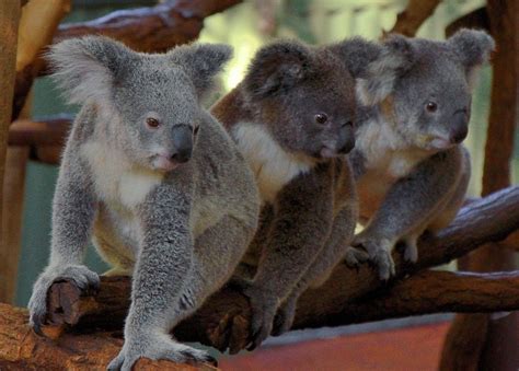 Lone Pine Koala Sanctuary Brisbane Executive Transfers
