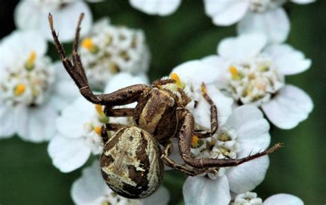 Blog Giant Crab Spiders Facts In Northridge Ca