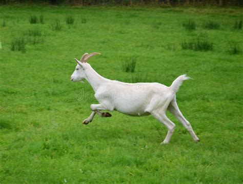 Running Goat Stock Photo Image Of Running Hircus Tail 8357616