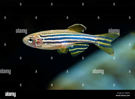 Zebra Danio Zebrafish Brachydanio Rerio Danio Rerio Swimming Side