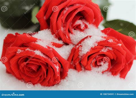 On A Winter Day Lying On The Snow Snowy Beautiful Red Roses Stock