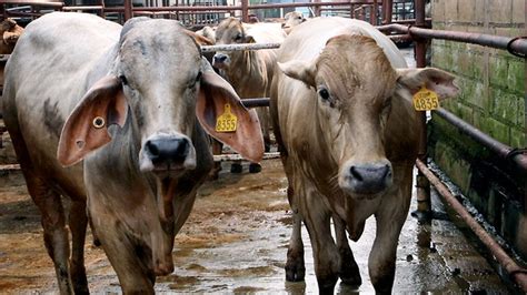 The dairy industry pushes the bodies of cows to the brink—for some until they are unable even to stand or walk. Government unveils $30m assistance package to help cattle ...