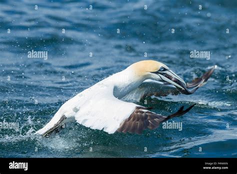 Gannet Catching Fish Hi Res Stock Photography And Images Alamy
