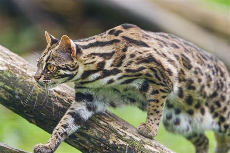 Kmt Politicizes Leopard Cat Preservation Efforts To Denigrate Symbols