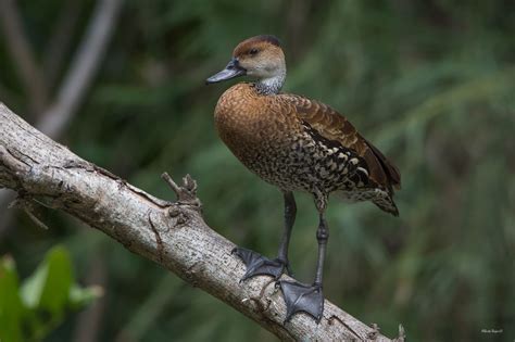 West Indian Whisling Duckdendrocygna Arboreayaguaza Animals Bird