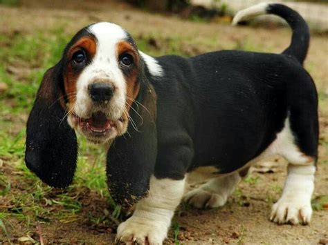 Black Basset Cutie Perros De Caza Adoptar Un Perro Y Perros