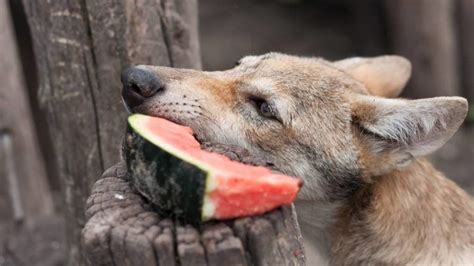 What Do Wolves Eat Nutritional Facts With Dog Comparison Pet Keen