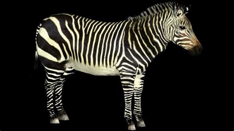 Cape Mountain Zebra From Zoo Tycoon 2 Youtube