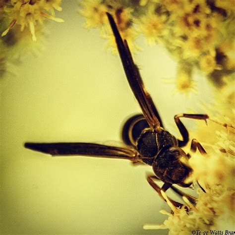 Te Ge Bramhall On Instagram Wasp On Goldenrod Wasp Insect