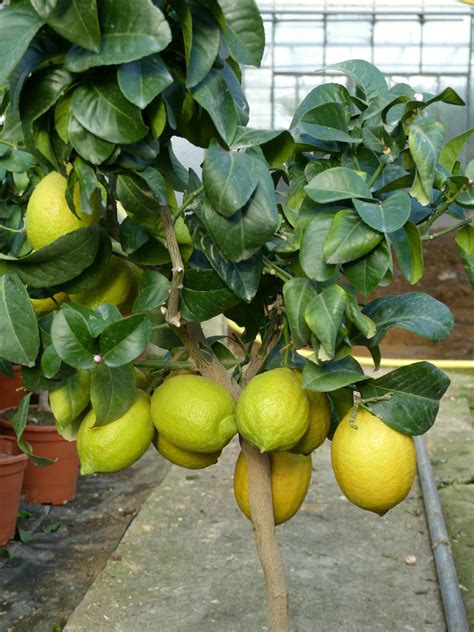 Echter Zitronenbaum 70 100cm Zitrone Citrus Limon Zitruspflanze Lemon