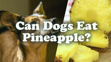 We have already mentioned that cats are obligate carnivores.can they eat pineapples as a treat? Can Dogs Eat Pineapple? | Pet Consider