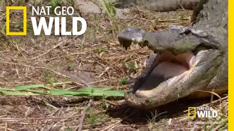The Heaviest Gator Swamp Men Youtube
