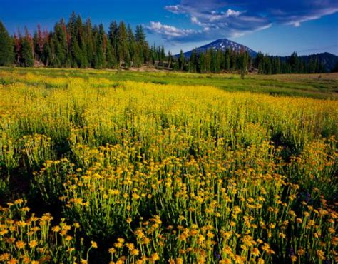 Oregon Wildflowers Rattlesnakes And Photos From Central Oregons