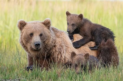 Adorable Cubs Cuddle Their Mom As They Lie In The Grass In Alaska