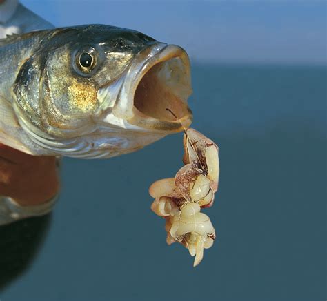 Tackle And Tactics To Catch Autumn Bass Using Squid As Bait Seaangler
