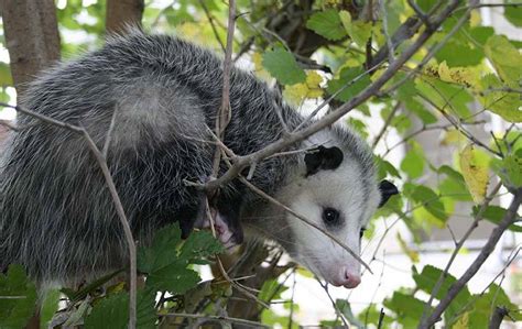 Blog How Do I Keep Opossums Away From My Savannah Ga Property