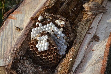Scientists Eradicate The Third Asian Giant Hornet Nest In East Blaine All Point Bulletin