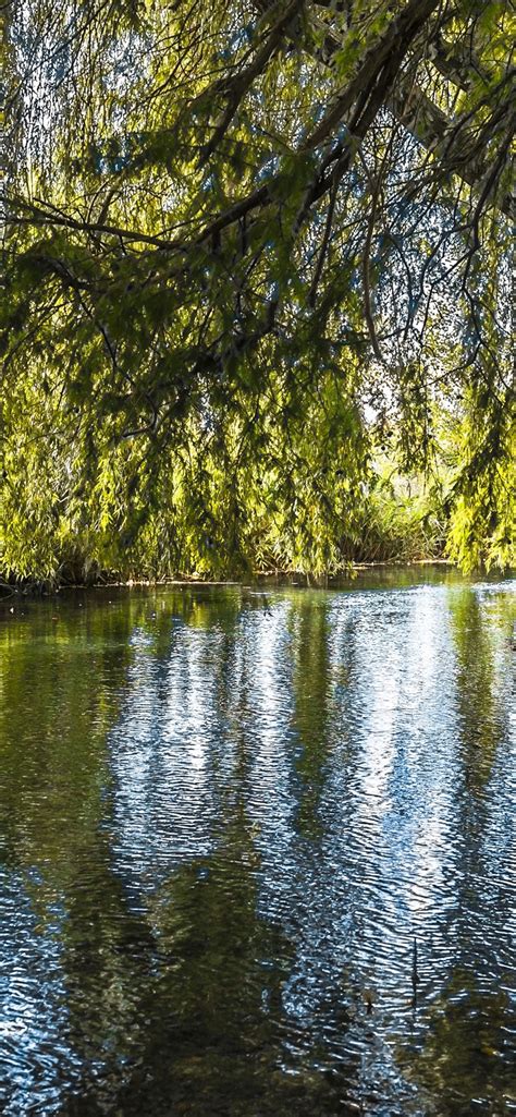 Wallpaper Willow Trees River Green Leaves Nature 3840x2160 Uhd 4k