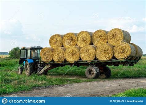 Tractor On Trailer Transports Large Round Bales Of Hay Transportation