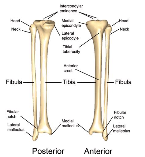 Diagram Tibia Fibula Bone Diagram Mydiagram Online