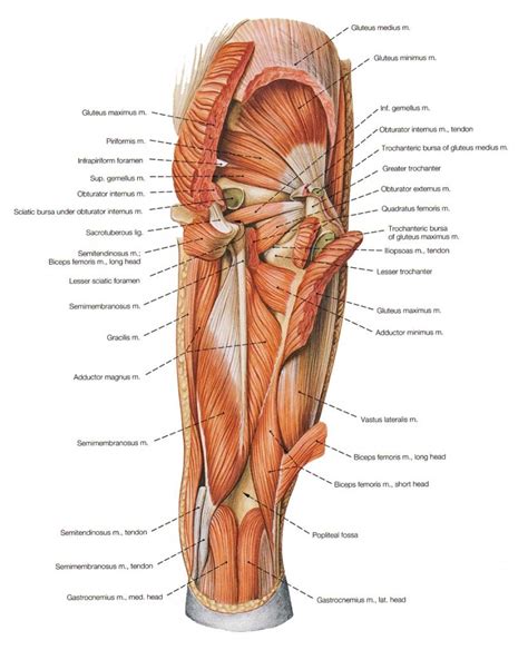 Most surgeons are familiar with the inguinal anatomy from the anterior perspective. Muscle Anatomy Hip Muscle Anatomy Around Hip Anatomy Human ...