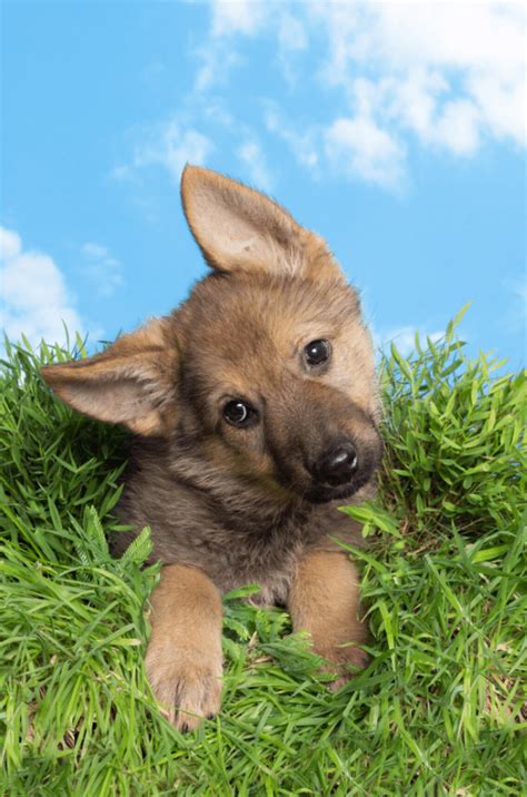 The Miniature German Shepherd Breed Info And Owners Guide Animal Corner