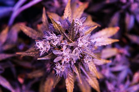 How To Grow Purple Weed Herb