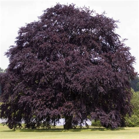 Fagus Sylvatica Purpurea Copper Beech Thorpe Trees