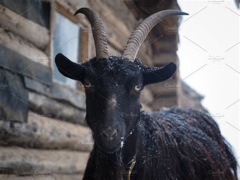 Ad Portrait Of A Black Goat By Kozorog On Creativemarket Portrait Of A Black Goat In The Snow