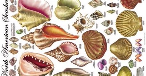 North American Seashells A Vintage Poster Depicting 140