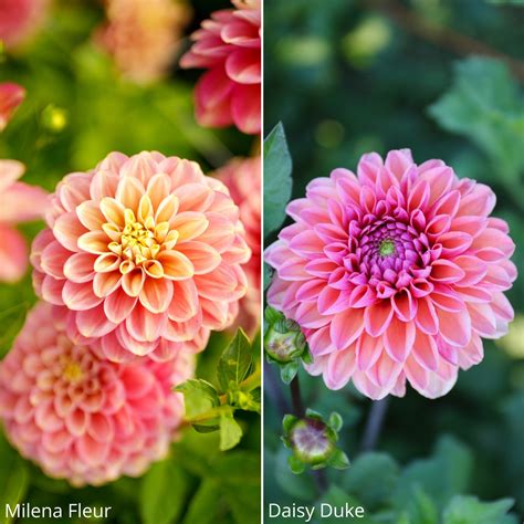 14 New Dahlias For Your Summer Flower Garden Longfield Gardens