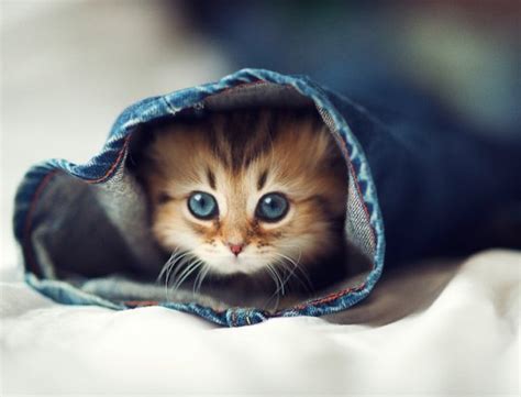 Cute Kitten Named Daisy Pics Amazing Creatures