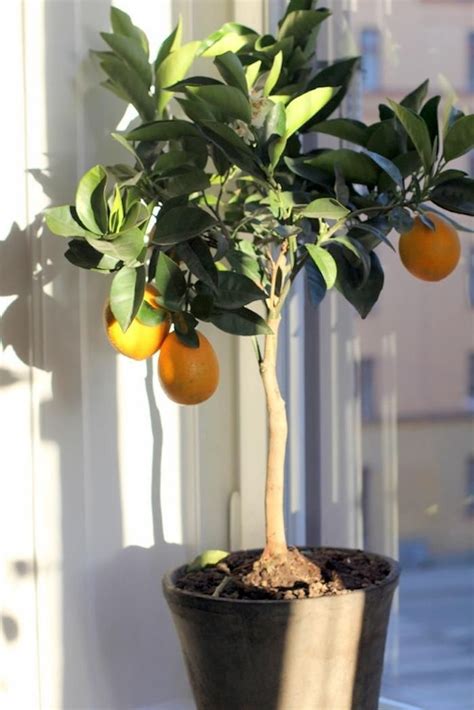Chives, parsley, cilantro, oregano, mint, rosemary, sage, and thyme. The Truth About Indoor Citrus Trees (Hint: They Belong Outdoors) - Remodelista | Indoor lemon ...