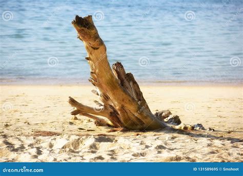 Log On Sand On Tropical Beach With Blurred Sea Background Stock Image Image Of Wave Island
