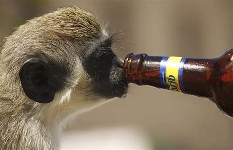 35 Animals Drinking Beer