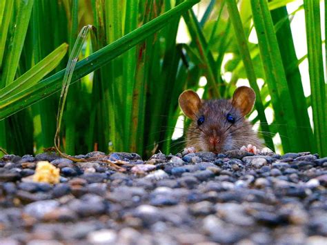Why Do You Get Rats In Your Yard Diy Rodent Control