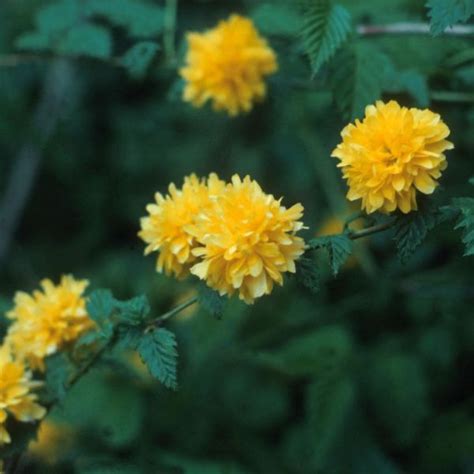 6 to 12 feel tall and wide bloom time: Double Flowering Japanese Kerria | Growing shrubs, Fast ...