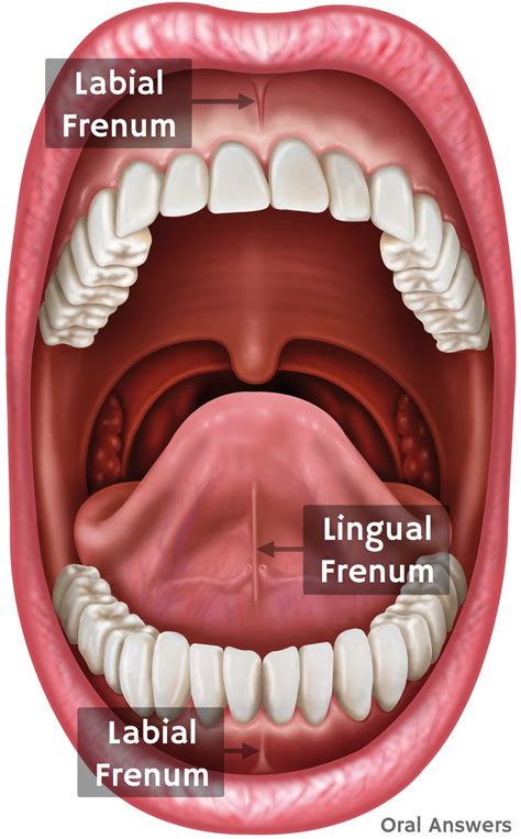Frenulum Definition Function Examples Lingual Frenulum
