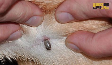 شناسایی و درمان کک و کنه در سگ و گربه پت شاپ یوزاس