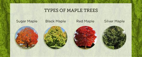 How To Tap A Maple Tree Different Types Of Maple Trees