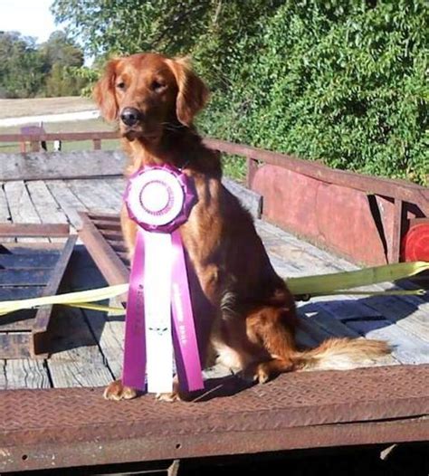 It is simply a golden with a. AKC Golden Retriever Puppies Wisconsin | Fox Cities