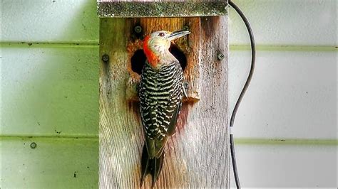 Red Bellied Woodpeckers Feeding Nestlings Youtube