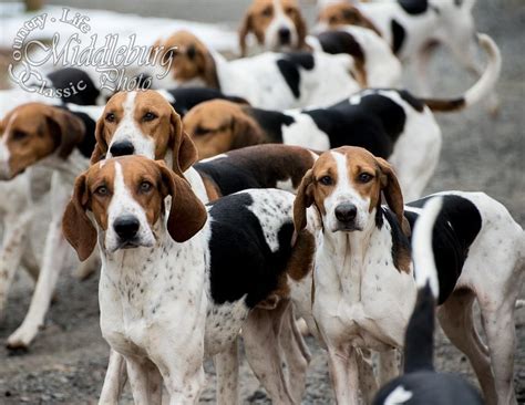 Fox Hounds So Cute Would Love One Of These English Foxhound American