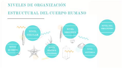 Niveles De OrganizaciÓn Estructural Del Cuerpo Humano By Mariana Ruiz