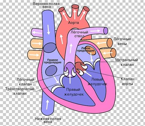 Appendicular skeleton quiz diagram clip art at. Pics Of The Heart Diagram - Infoupdate.org