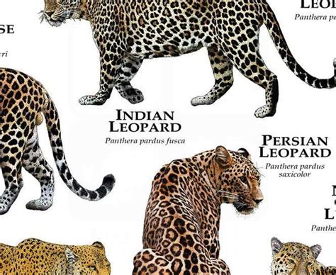 Stampa Poster Leopardi Del Mondo Etsy Italia National Geographic