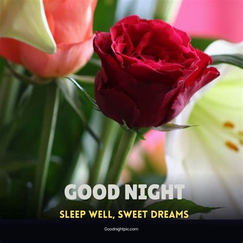 150 Good Night Roses Images Spark Romance With Petals Morning Pic