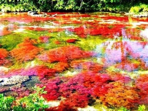 Cano Cristales River Located In Colombia Is Righteously Referred As The
