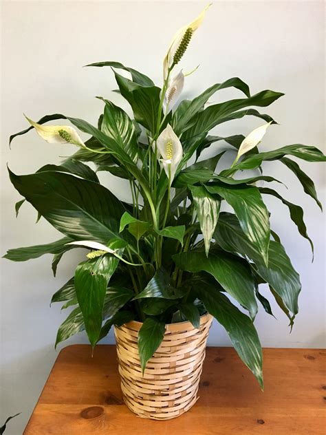 Peace Lily Floor Plant In Cambridge Ma Coady Florist