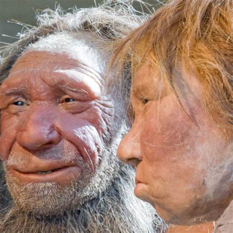 Genes Inherited From Neanderthals Continue To Influence Clinical Conditions In Modern Humans